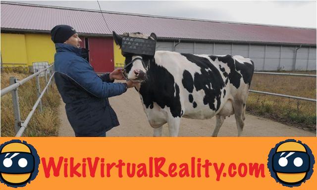 Rusia equipa a las vacas con cascos de realidad virtual para producir más leche
